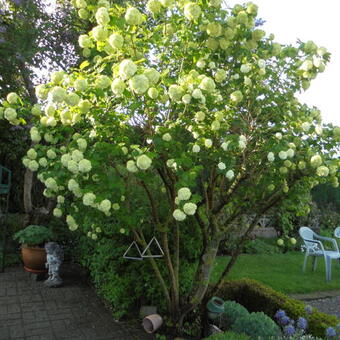 Viburnum opulus 'Roseum'