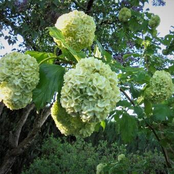 Viburnum opulus 'Roseum'