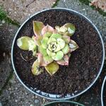 Aeonium haworthii 'Kiwi' - 