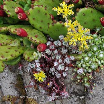 Sedum spathulifolium 'Purpureum'