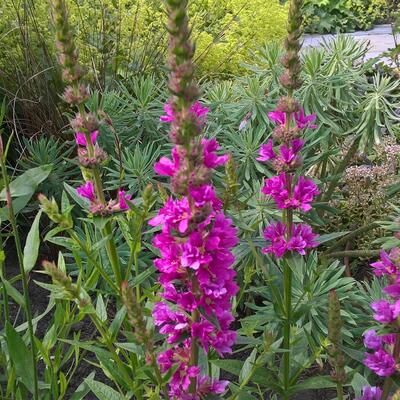 Lythrum salicaria 'Dropmore Scarlet' - 