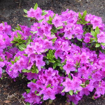 Rhododendron 'Konigstein'