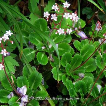 Saxifraga x urbium