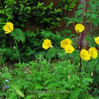 Meconopsis cambrica