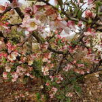 Chaenomeles cathayensis - Cathaya-Scheinquitte