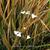 Libertia ixioides 'Helen Dillon Form'