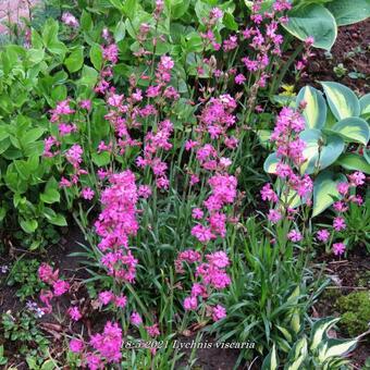 Lychnis viscaria