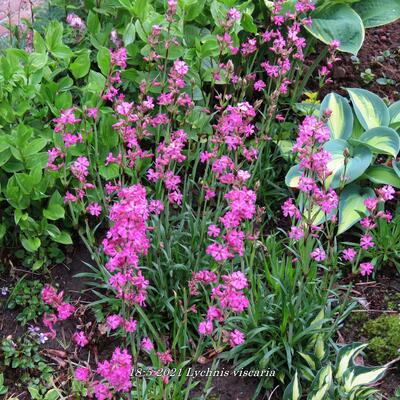 Gewöhnliche Pechnelke - Lychnis viscaria