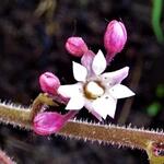 Heuchera 'Green Fizz' - 