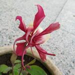 Aquilegia caerulea 'ORIGAMI Red&White' - 