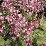 Heuchera 'Green Fizz' - 