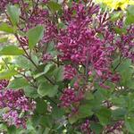 Syringa BLOOMERANG 'Dark Purple' - 