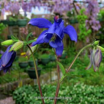 Aquilegia alpina