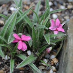 Rhodohypoxis baurii 'Douglas' - 