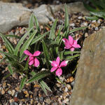 Rhodohypoxis baurii 'Douglas' - 