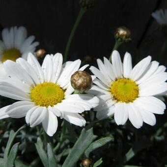 Argyranthemum