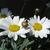 Argyranthemum