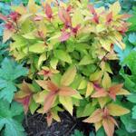 Spiraea japonica 'Magic Carpet' - 