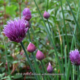 Allium schoenoprasum