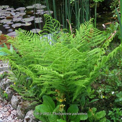 Sumpffarn - Thelypteris palustris