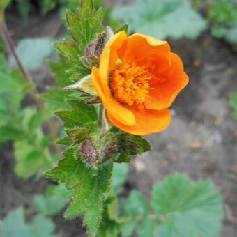 Geum coccineum 'Borisii'