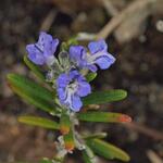 Rosmarinus officinalis 'Whitewater Silver' - 