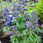 Delphinium 'GUARDIAN Blue' - 