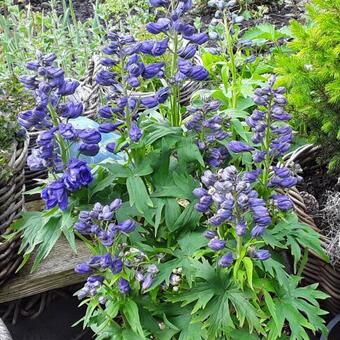 Delphinium 'GUARDIAN Blue'