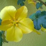 Fremontodendron 'California Glory' - 