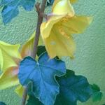 Fremontodendron 'California Glory' - 