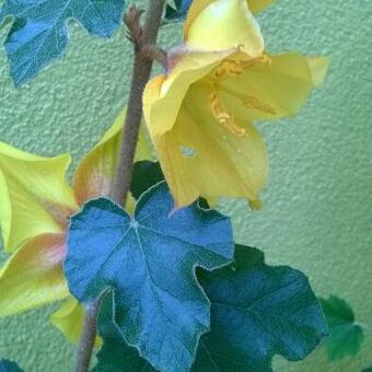 Fremontodendron 'California Glory'