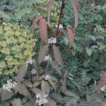 Viburnum setigerum 'Aurantiacum' - 