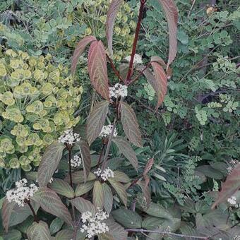 Viburnum setigerum 'Aurantiacum'