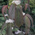 Viburnum setigerum 'Aurantiacum' - 