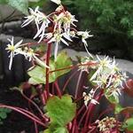 Saxifraga fortunei 'Rubrifolia' - 