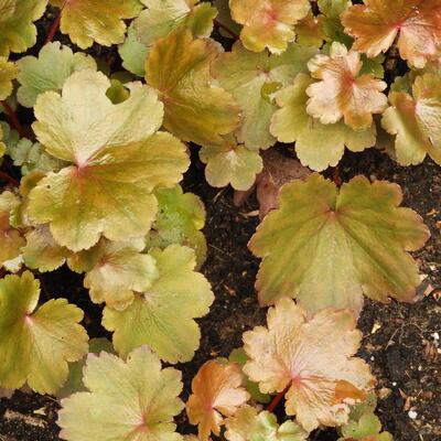 Saxifraga fortunei 'Rubrifolia' - 