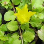 Lysimachia nummularia 'Aurea' - Lysimachia nummularia 'Aurea'