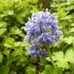 Muscari comosum - Schopfige Traubenhyazinthe