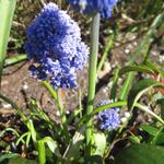 Muscari comosum - Schopfige Traubenhyazinthe