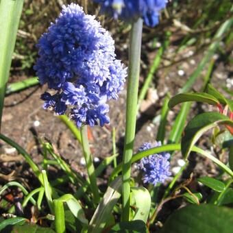 Muscari comosum