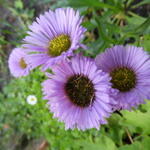 Stokesia laevis 'Mini Mels' - 