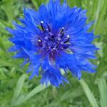 Centaurea - 