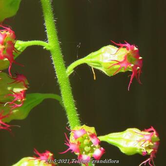 Tellima grandiflora