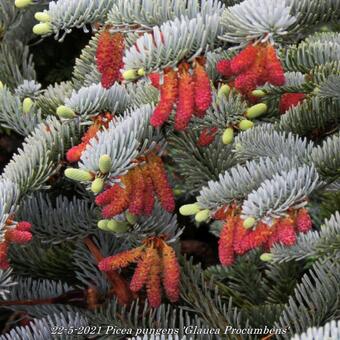 Picea pungens 'Glauca Procumbens'