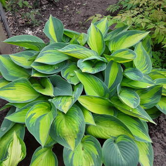 Hosta 'June'