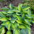 Hosta 'June'