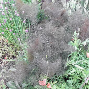 Foeniculum vulgare 'Rubrum'