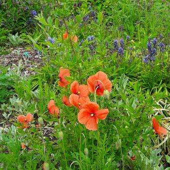 Papaver rhoeas