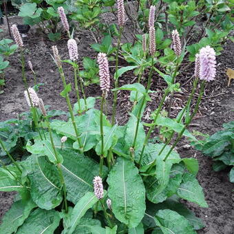 Persicaria bistorta