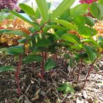 Polygonatum Odoratum 'Red Stem' - 